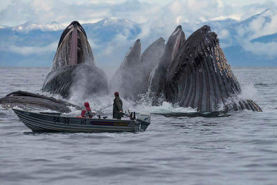 humpback whales alaska