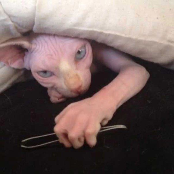 gollum cat