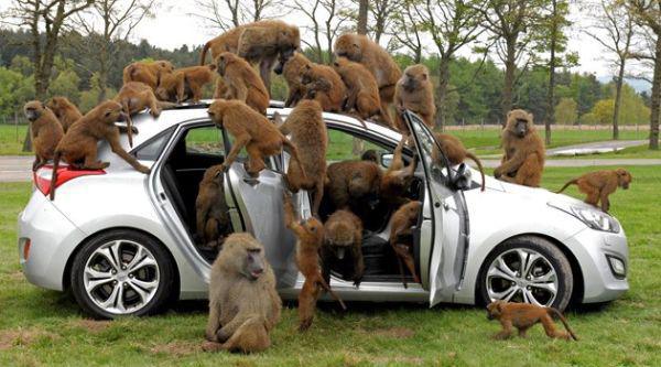 pack of baboons