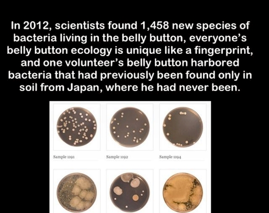 scary facts that are true - In 2012, scientists found 1,458 new species of bacteria living in the belly button, everyone's belly button ecology is unique a fingerprint, and one volunteer's belly button harbored bacteria that had previously been found only