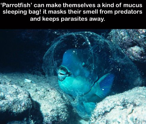 world facts and trivia - Parrotfish' can make themselves a kind of mucus sleeping bag! it masks their smell from predators and keeps parasites away.