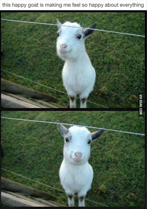 this happy goat is making me feel so happy about everything