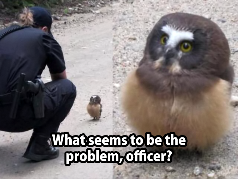 What seems to be the problem, officer?