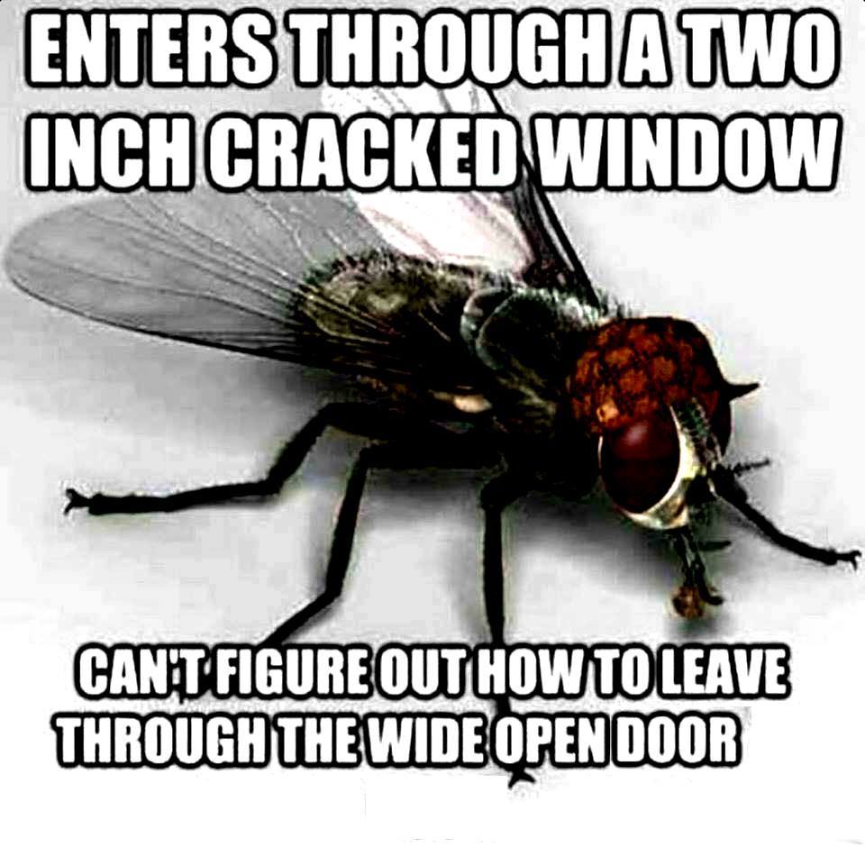 fly Enters Through A Two Inch Cracked Window Can'T Figure Out How To Leave Through The Wide Open Door