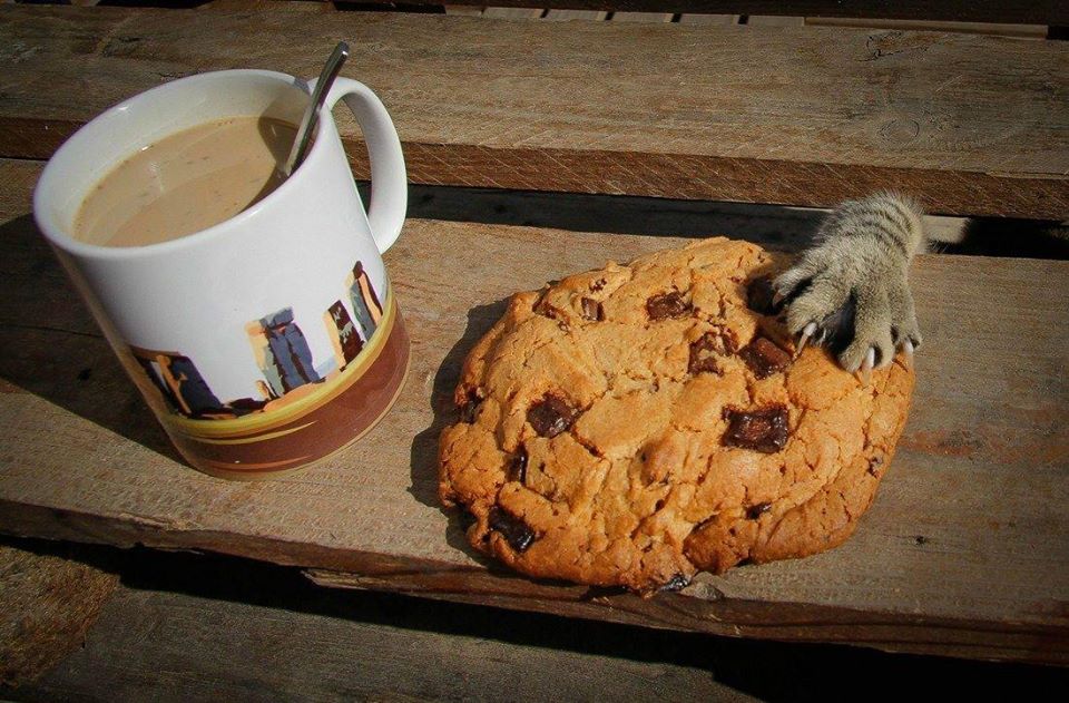 cat and cookie