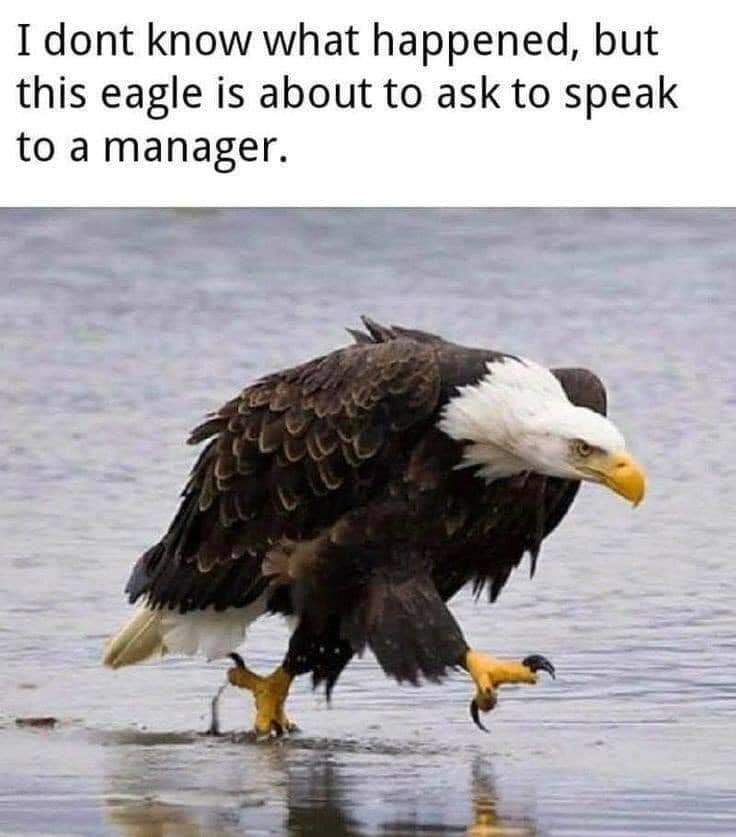 angry bald eagle meme - I dont know what happened, but this eagle is about to ask to speak to a manager.