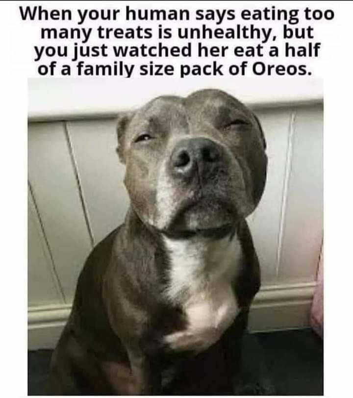 american pit bull terrier - When your human says eating too many treats is unhealthy, but you just watched her eat a half of a family size pack of Oreos.