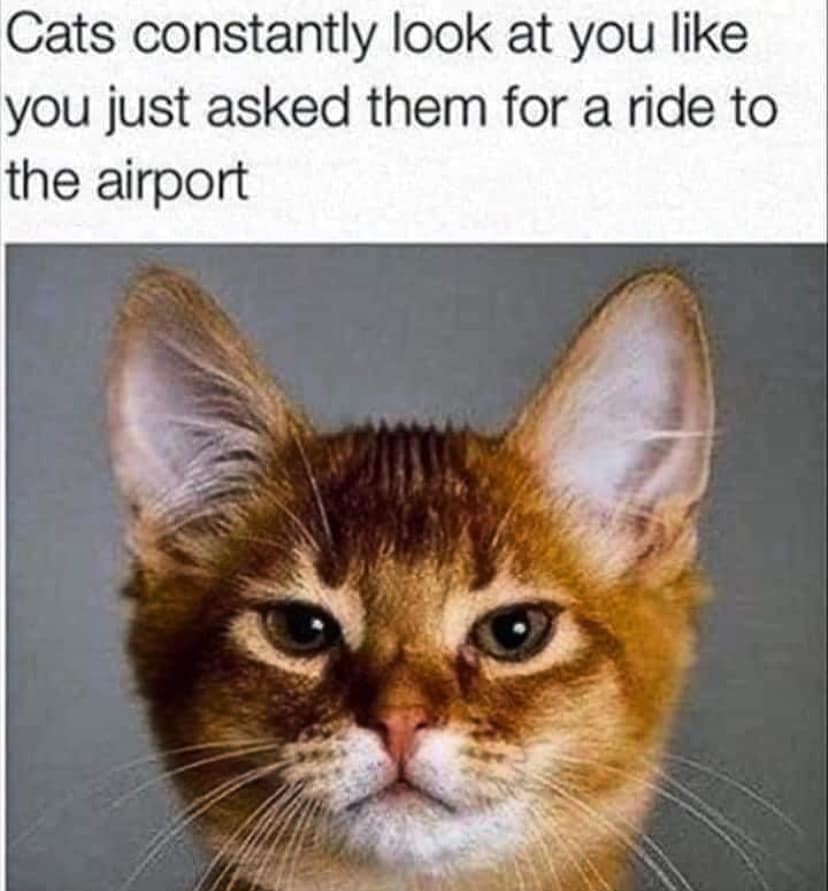 funny animal - Cats constantly look at you you just asked them for a ride to the airport