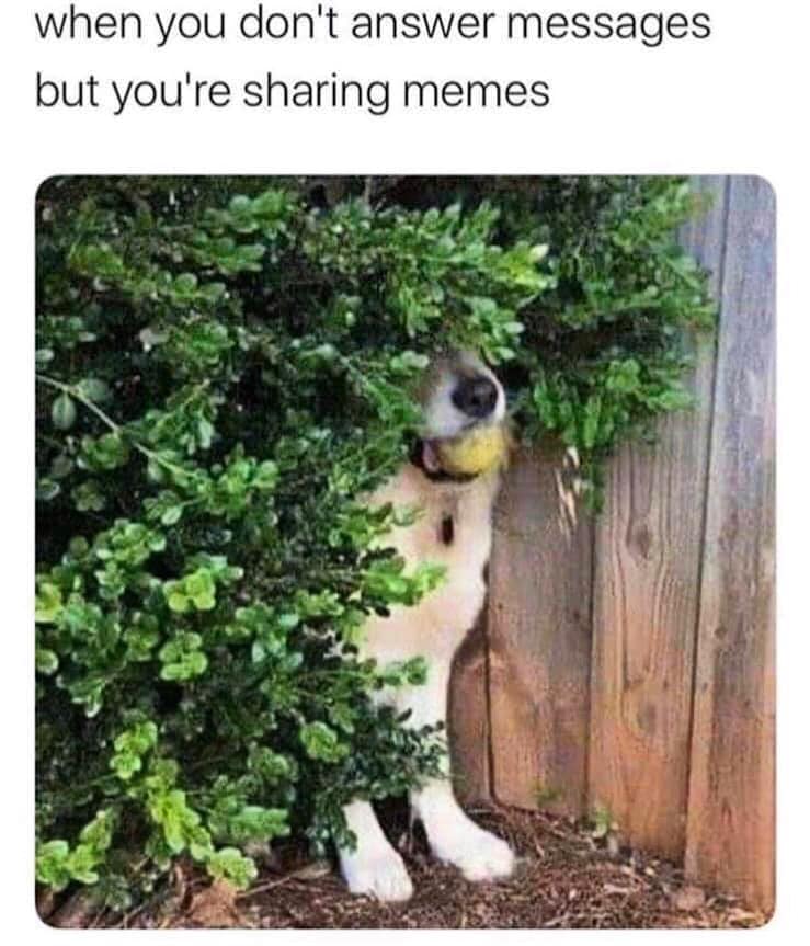 don t answer messages but sharing memes - when you don't answer messages but you're sharing memes