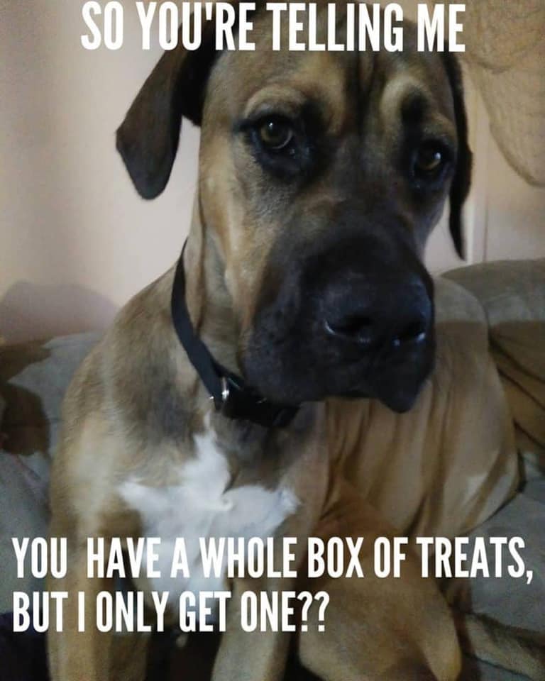 photo caption - So You'Re Telling Me You Have A Whole Box Of Treats, But I Only Get One??