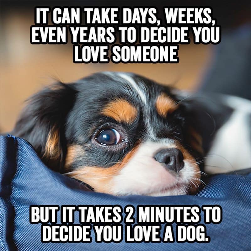 Dog - It Can Take Days, Weeks, Even Years To Decide You Love Someone But It Takes 2 Minutes To Decide You Love A Dog.