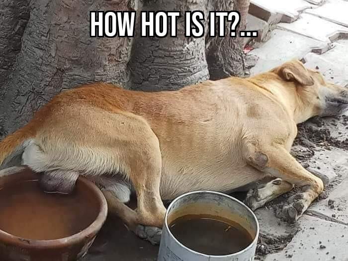balls hot meme - How Hot Is It?...