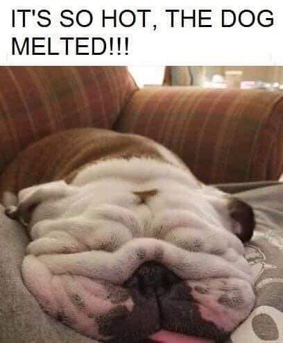 it's so hot the dog melted - It'S So Hot, The Dog Melted!!!