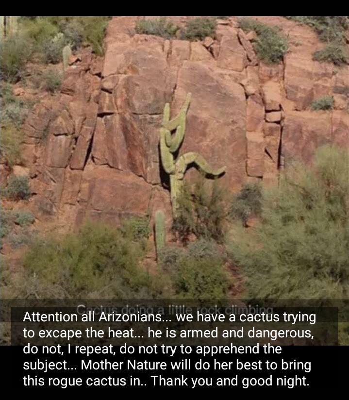 arizona cactus meme - Attention all Arizonians... We have a cactus trying to excape the heat... he is armed and dangerous, do not, I repeat, do not try to apprehend the subject... Mother Nature will do her best to bring this rogue cactus in.. Thank you an