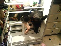 dog in the fridge