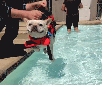 dogs swimming gifs