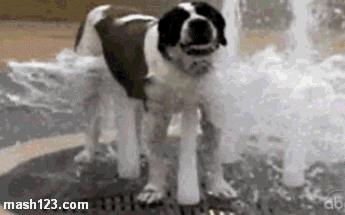 funny gifs to cheer you up - mash123.com