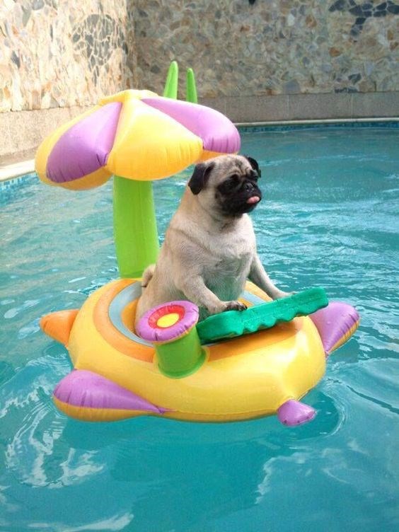 pug in pool