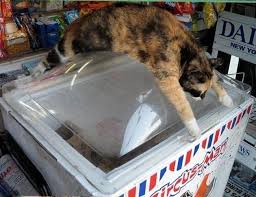cat cooling off