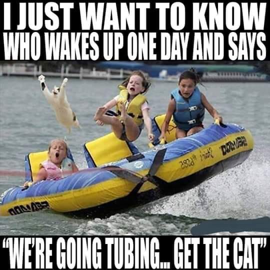 funny pictures of cats - I Just Want To Know Who Wakes Up One Day And Says 282092 Dolar "Were Going Tubing.. Get The Cat"