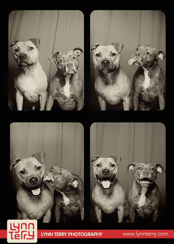 pit bulls in photo booth - Lynn Terry Lynn Terry Photography