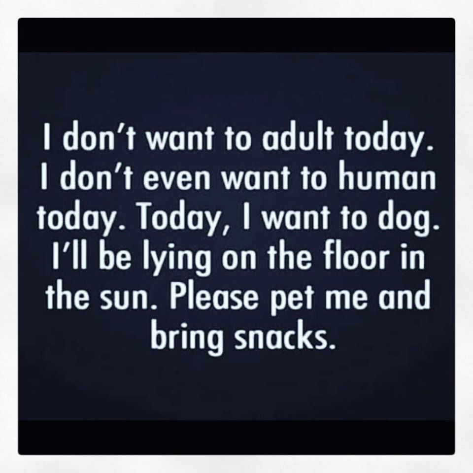 black and white love quotes - I don't want to adult today. I don't even want to human today. Today, I want to dog. I'll be lying on the floor in the sun. Please pet me and bring snacks.