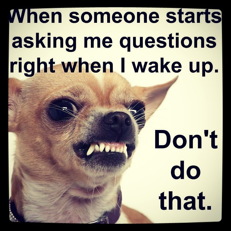 meme angry chihuahua - When someone starts asking me questions right when I wake up. Don't do that.