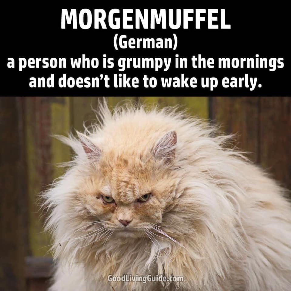 photo caption - Morgenmuffel German a person who is grumpy in the mornings and doesn't to wake up early. GoodLiving Guide.com