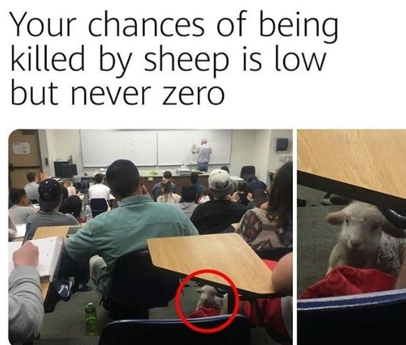 funny beastiality - Your chances of being killed by sheep is low but never zero