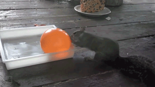squirrel water balloon gif