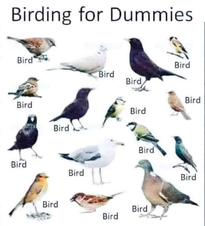 common birds of portugal - Birding for Dummies Bird Bird Bird Bird Bird Bird Bird Bird Bird Bird Bird Bird Bird Bird Bird