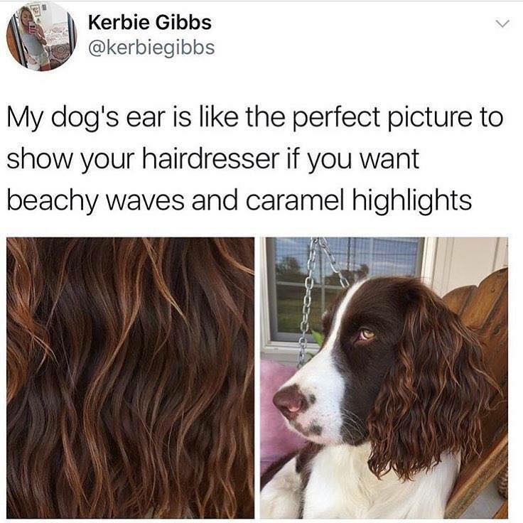 my dog's ear is the perfect - Kerbie Gibbs My dog's ear is the perfect picture to show your hairdresser if you want beachy Waves and caramel highlights