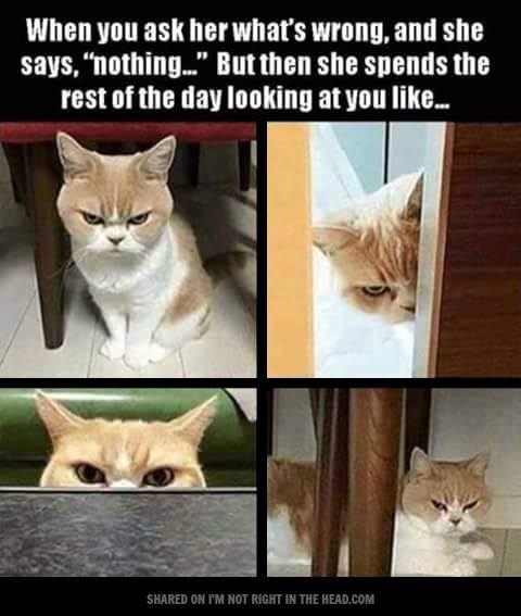 meme gato com ciume - When you ask her what's wrong, and she says, "nothing..." But then she spends the rest of the day looking at you ... d On I'M Not Right In The Head.Com