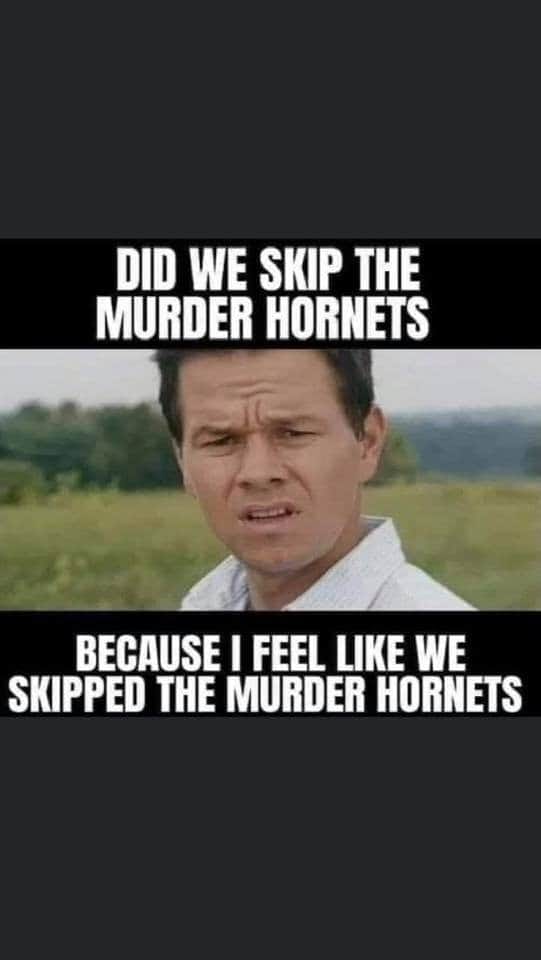 butterfly sting like a bee - Did We Skip The Murder Hornets Because I Feel We Skipped The Murder Hornets