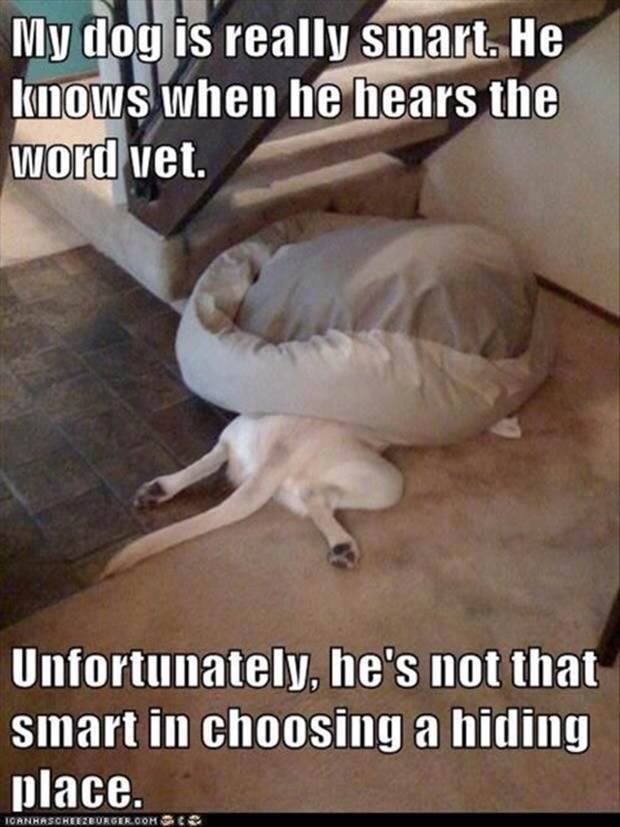 funny vet - My dog is really smart. He knows when he hears the word vet. Unfortunately, he's not that smart in choosing a hiding place. Toaneascheezburger.Com