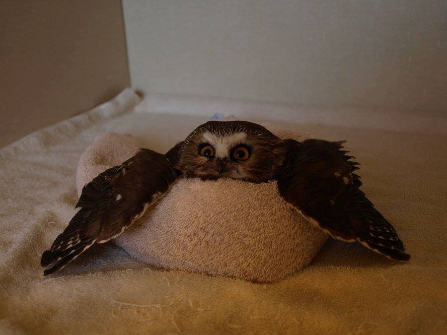 owl in a towel