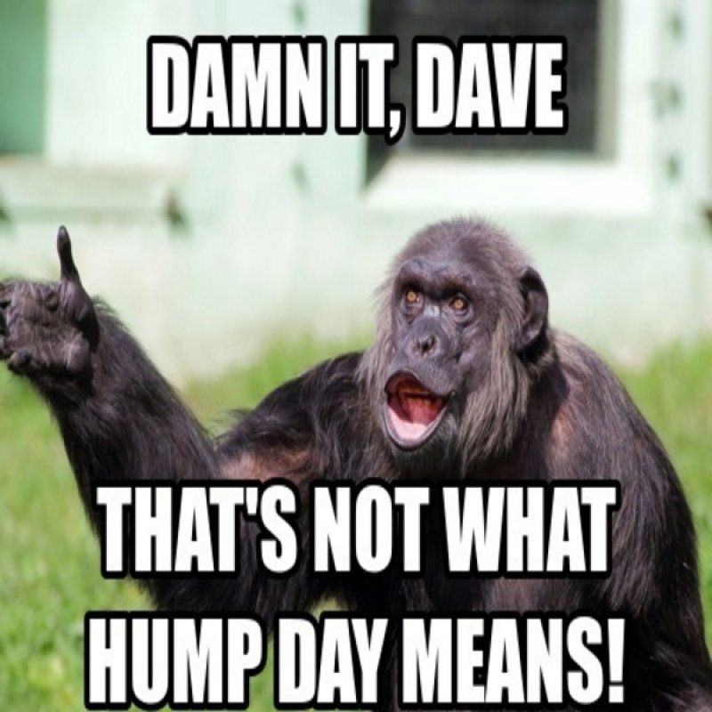 funny hump day memes - Damnit, Dave That'S Not What Hump Day Means!