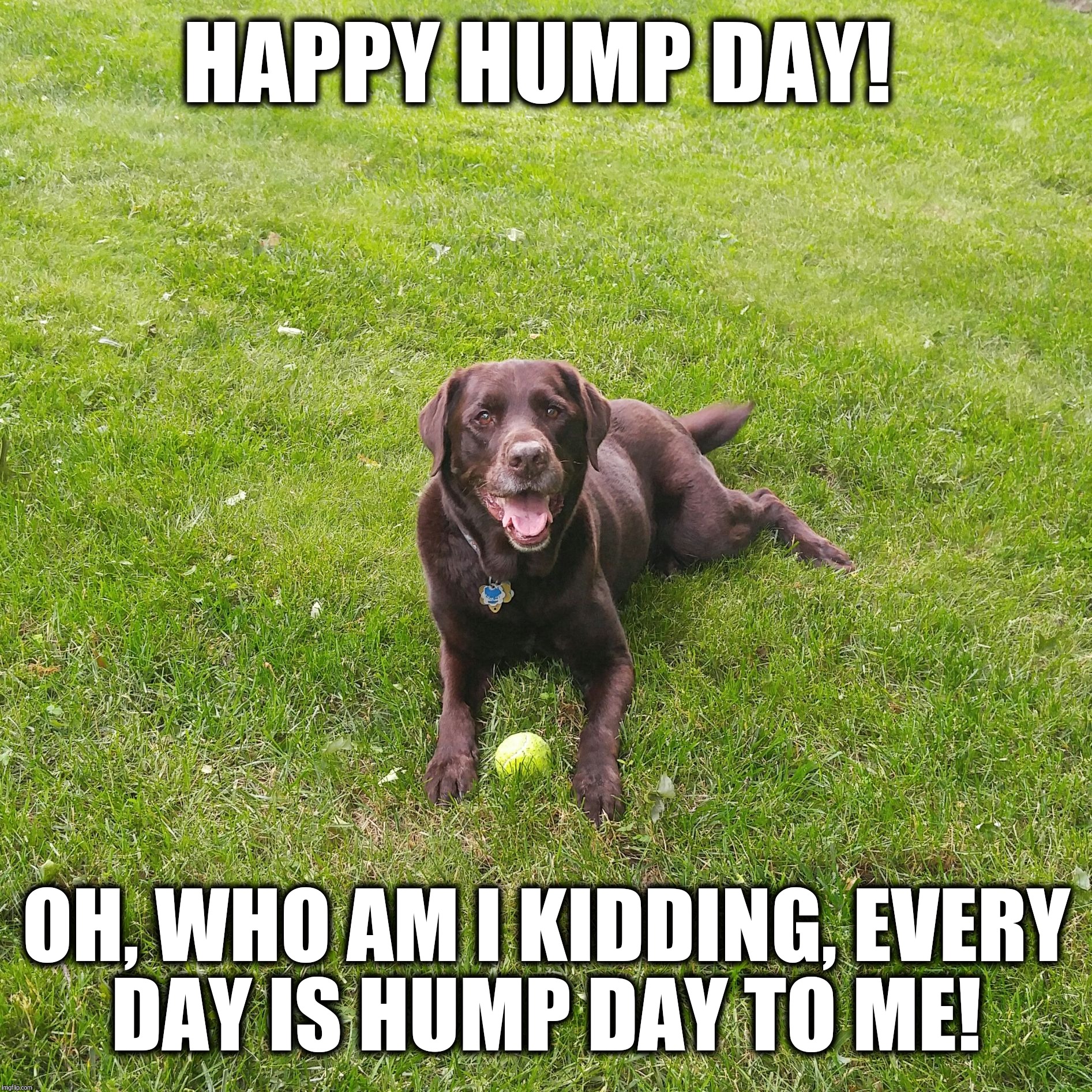 happy hump day funny meme - Happy Hump Day! Oh, Who Am I Kidding. Every Day Is Hump Day To Me!