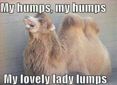 funny happy hump day - My humps, my humps My lovely lady lumps