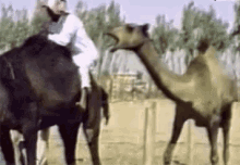 camel gif
