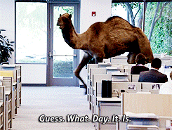 wednesday camel gif - Guess. What. Day. Its Is.