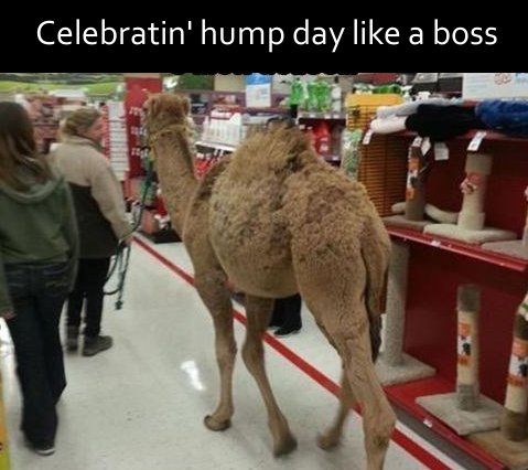 petco memes - Celebratin' hump day a boss Te