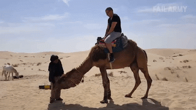 desert camel gif - 16AWARMY