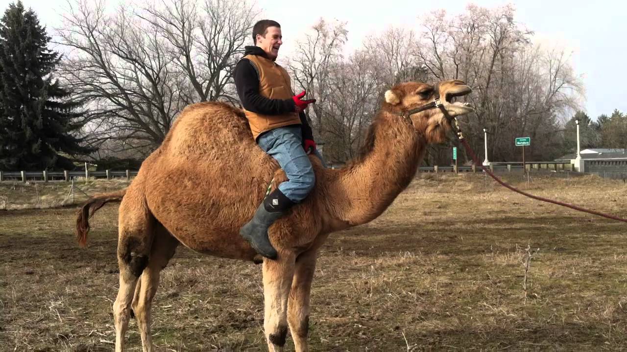camel riding funny