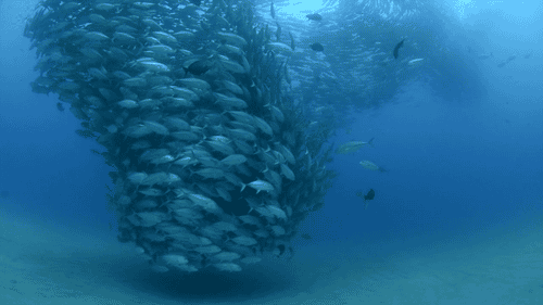 underwater gif