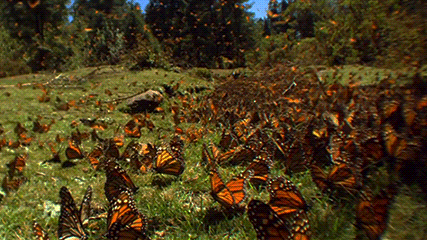 monarch migration gif