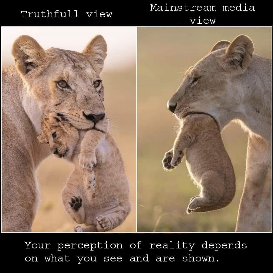 perception lion - Truthfull view Mainstream media view Your perception of reality depends on what you see and are shown.