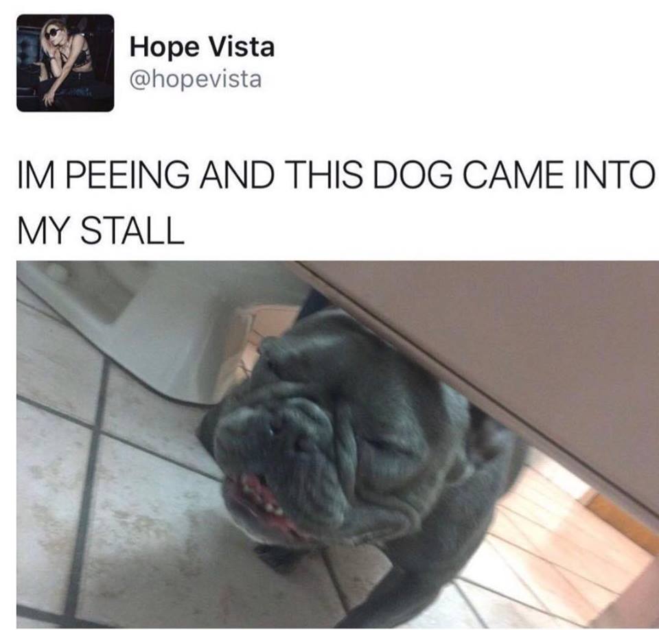 he has a joke to tell you but he has to stop laughing first - Hope Vista Im Peeing And This Dog Came Into My Stall