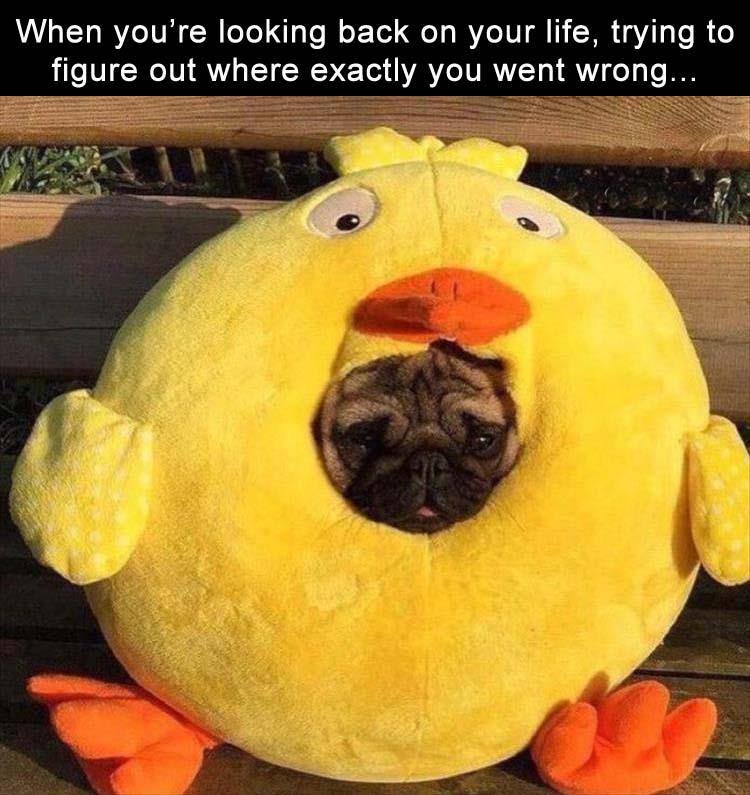 heckin bamboozled pug - When you're looking back on your life, trying to figure out where exactly you went wrong...