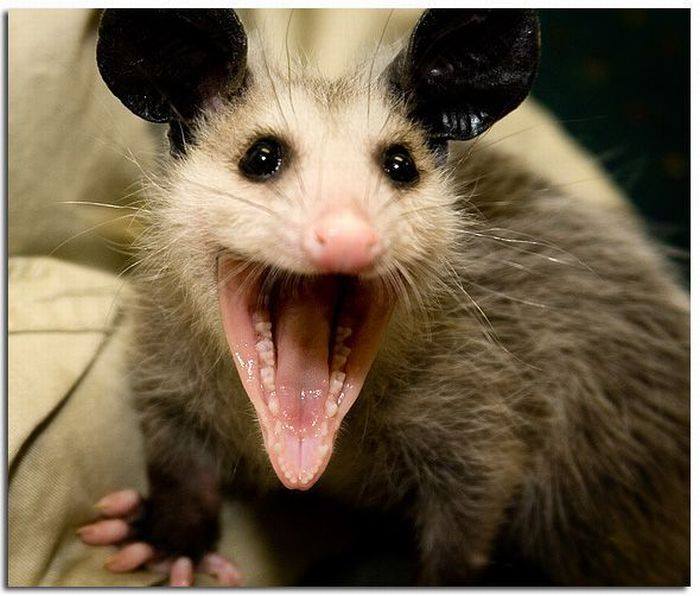 possum laughing